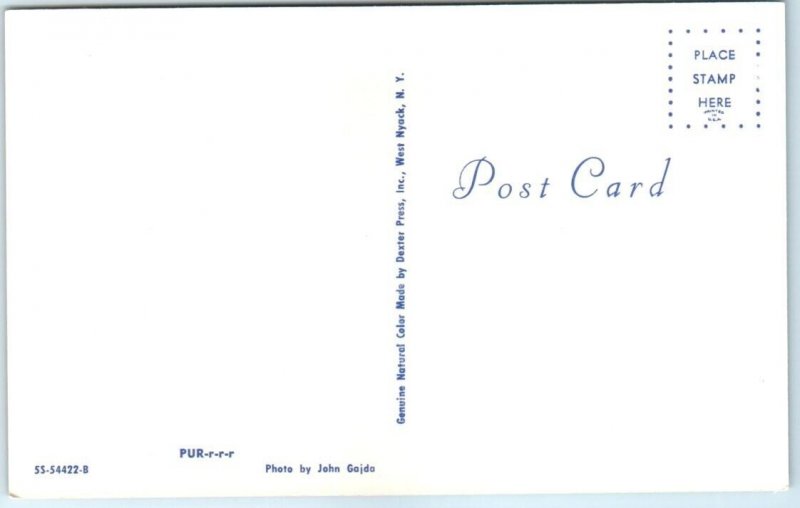 Postcard - Pur-r-r-r