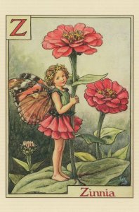 Zinnia Fairy Flower Fairies Antique Book Stunning Postcard