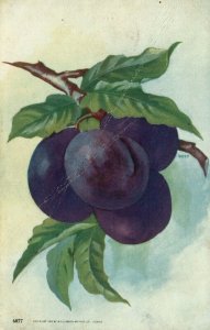 Vintage Postcard 1909 Plums on a Tree Pub. Williamson Haffner Co. 1 Cent