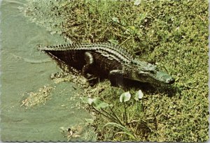 Alligator Mississippiensis South Carolina Gator Vintage Postcard C8