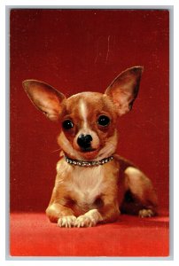 Postcard Chihuahua Dog Puppy Pet