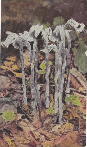 Indian Pipe Monotropa Uniflora Published by Wild Flower Preservation Society