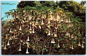 M-85103 Angel's Trumpet Edison's Botanical Gardens Fort Myers Florida