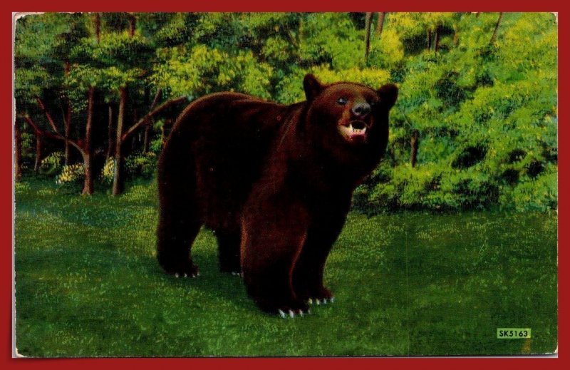 New York - Native Black Bear - [NY-881]