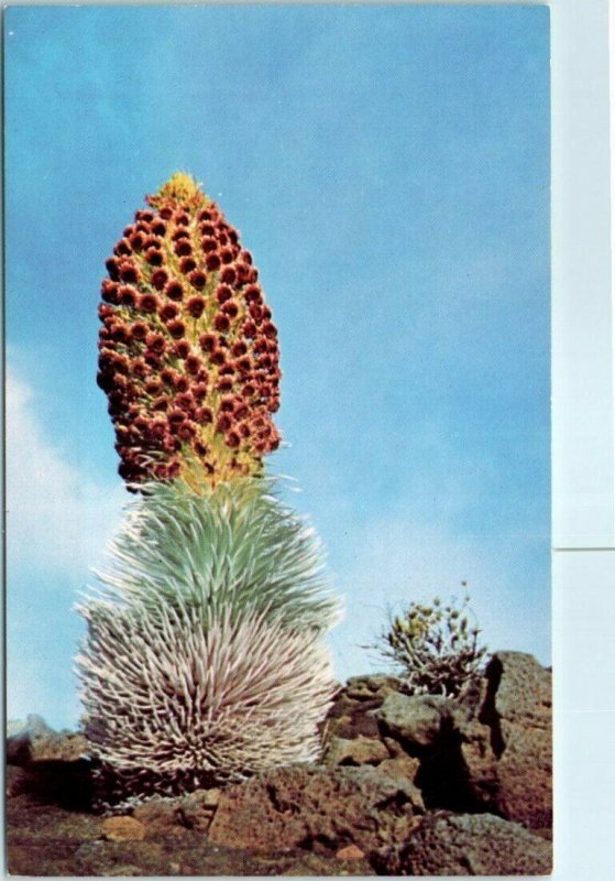 The Haleakala Silversword - Haleakalā National Park - Maui County, Hawaii