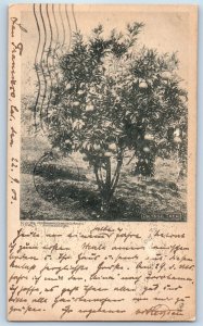 1903 Orange Tree Scene Field San Francisco California CA Antique Postcard