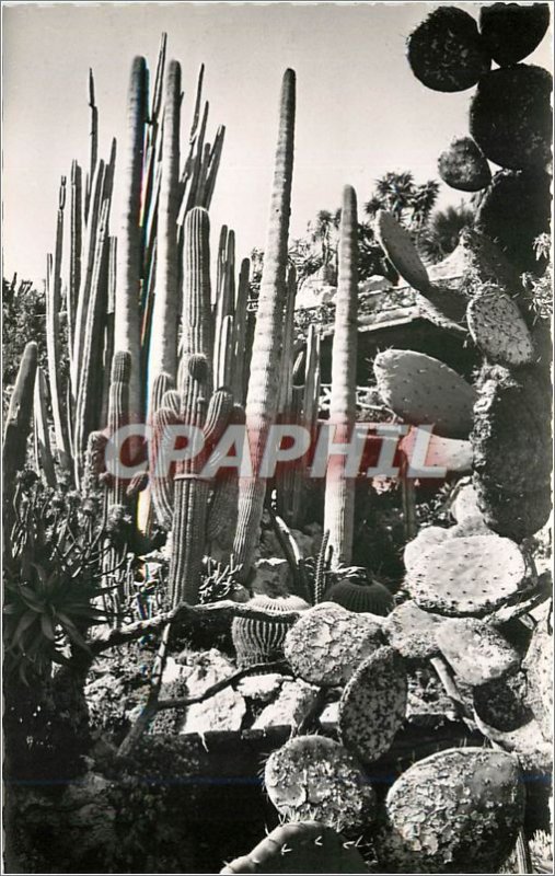 Old Postcard principality of monaco.Le exotic garden. (Rackets and candelabra...