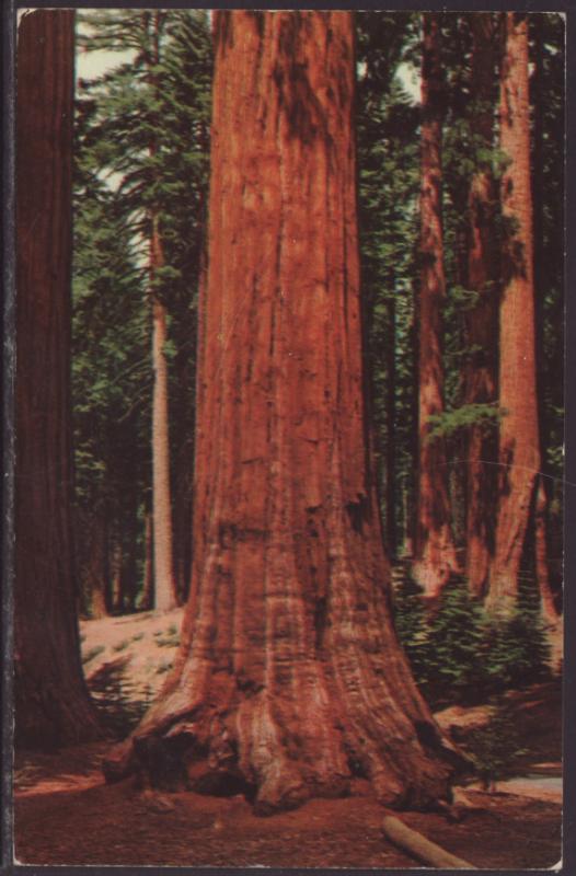 Sequoia Gigantea,Yosemite,CA Postcard BIN