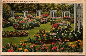 Rose Garden Forest Park Springfield Massachusetts MA Postcard