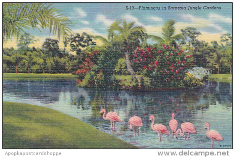 Florida Sarasota Flamingos In Sarasota Jungle Gardens Curteich