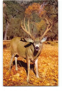 Yosemite National Park California CA Vintage Postcard Mule Deer