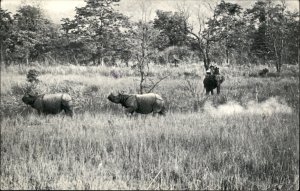 Kathmandu Nepal Rhinoceroses Royal Chitwan Nat Park c1950-60s Vintage Postcard