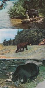 (3 cards) Black Bear Fishing - Eastern United State