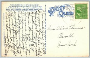 Yucca Blossoms, or Spanish Bayonet, Florida - Postcard 
