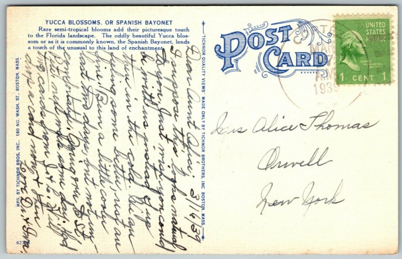 Yucca Blossoms, or Spanish Bayonet, Florida - Postcard 