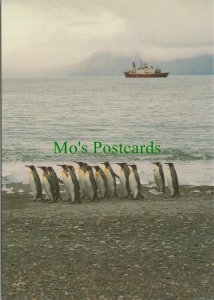 Animals Postcards - Penguins, HMS Endurance at Royal Bay, South Georgia RR12701