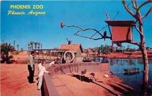 Postcard 1950s Arizona Phoenix Zoo swans people Papago Park Petley AZ24-4099