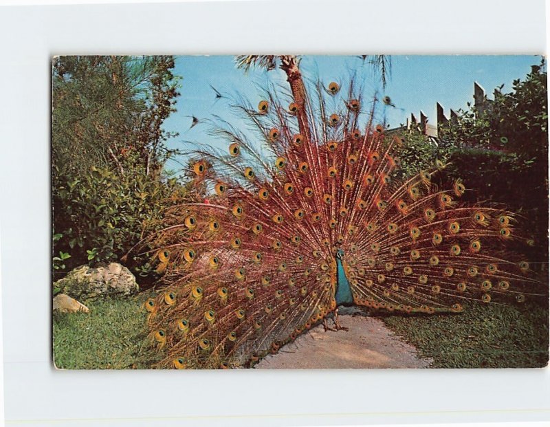 Postcard Chang, the singing peacock, Tiki Gardens, Indian Shores, Florida 