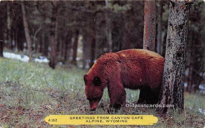 Bear Greetings Canyon Cafe, Alpine Wyoming Unused 