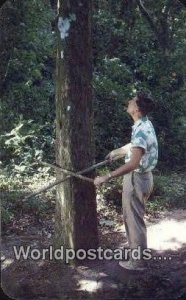 Arboles Cuadrados Square Trees El Valle Panama Postcard