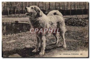 Old Postcard Dogs Dog of the Pyrenees