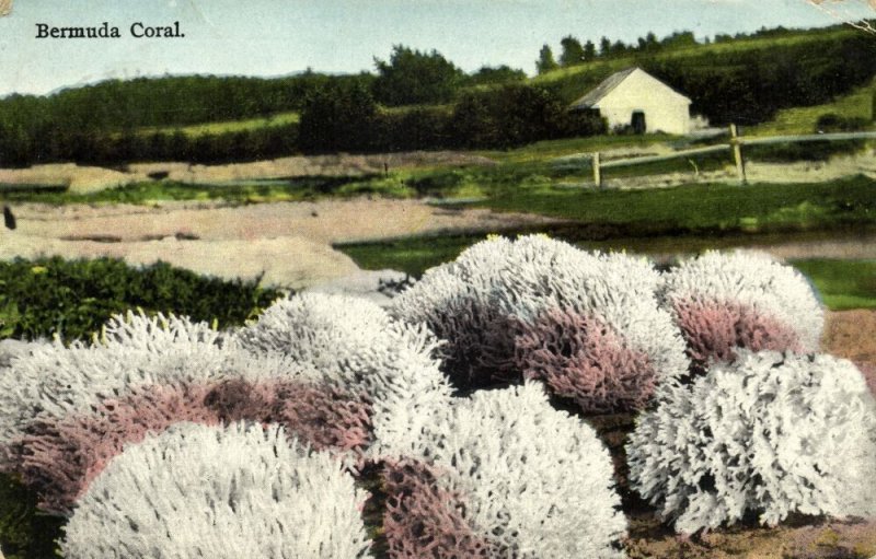 bermuda, Coral (1931) Postcard