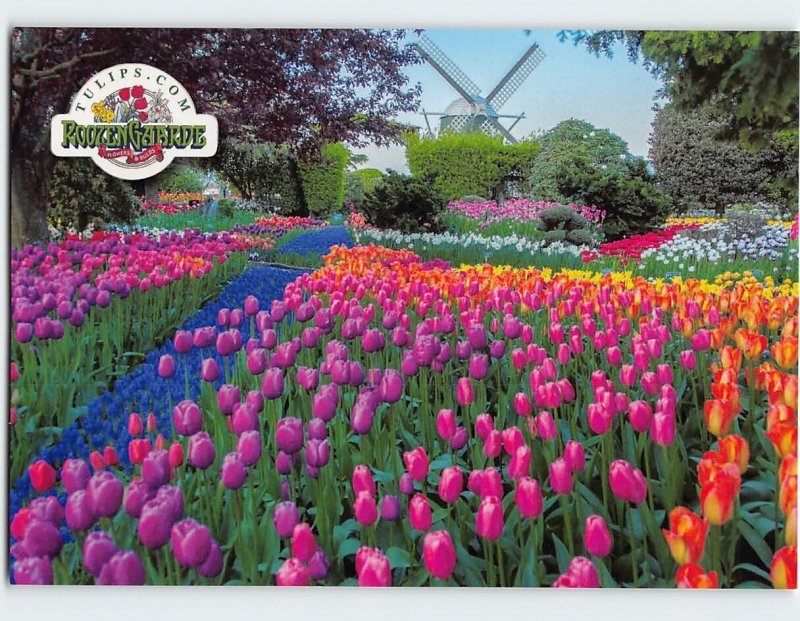 Postcard A maze of tulip varieties at RoozenGaarde, Mount Vernon, Washington