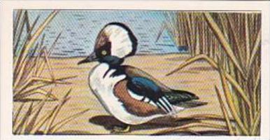 Glengettie Tea Trade Card Rare British Birds No 16 Hooded Merganser