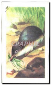 Image Entremets Francorusse Shrew Plaice