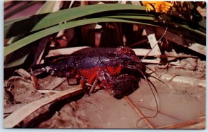 Postcard - Crawfish - Louisiana