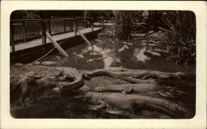 Alligators Swamp Foot Bridge Florida? c1910 Real Photo Postcard