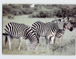 Postcard Zebra, Hwange, Zimbabwe 