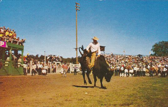 Cowboy Riding Steer Ride 'em Cowboy Rodeo Scene