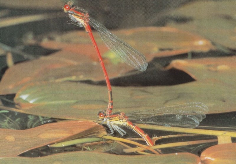 Dragonfly Doing Circus Handstand Award Photo Postcard