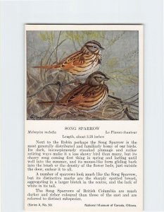 M-130349 Song Sparrow National Museum of Canada Ottawa Canada