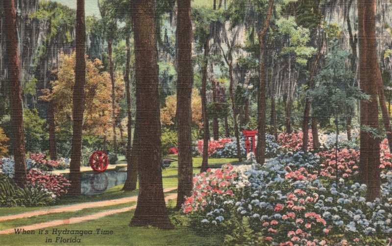 Vintage Postcard 1949 When It's Hydrangea Time Oriental Gardens Jacksonville Fla