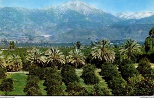 California San Bernardino Orange Groves and Snow Capped Mountains 1954