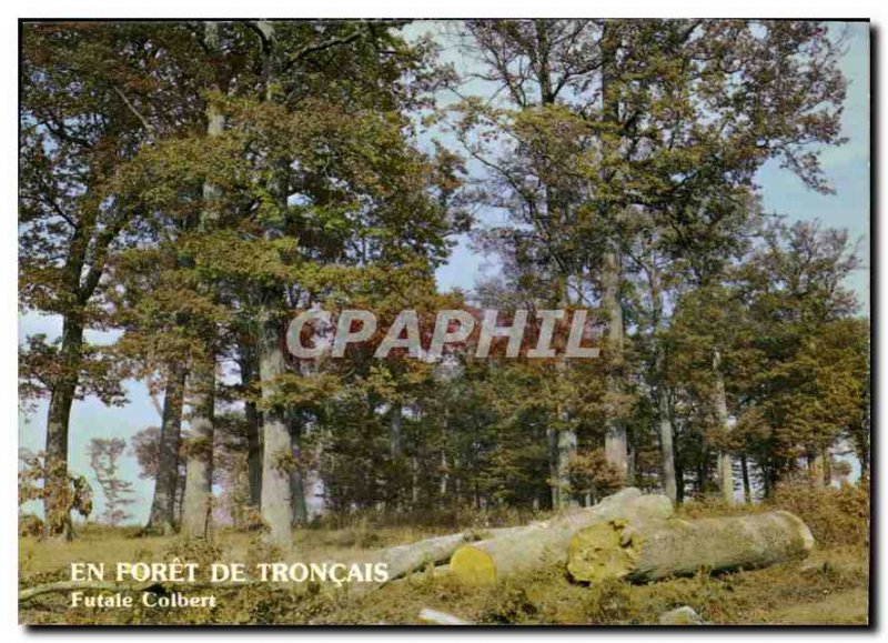 Postcard Modern Foret Troncais Allier Futaie Colbert