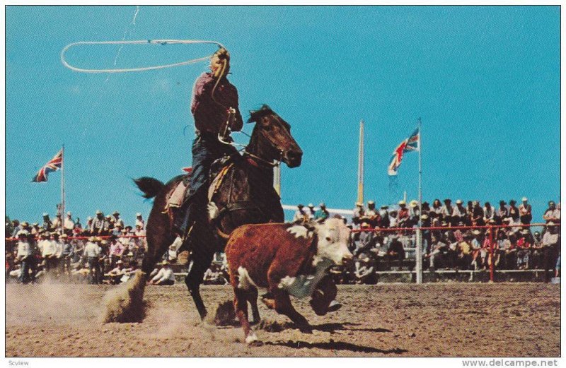 Calf Roping, Calgary Stampede, Calgary, Canada,  40-60s