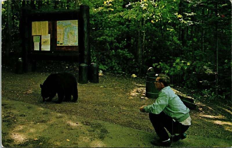 Black Bear Porcupine Mountain Trail Keweenaw County Michigan MI VTG Postcard UNP 