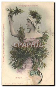 Old Postcard Fancy Language of Mimosa flowers