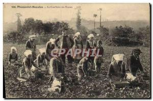 Old Postcard Plougastel Daoulas Picking Strawberries Of Folklore
