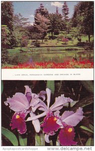 Sri Lanka Ceylon View Of Lake Drive and Orchids in Bloom