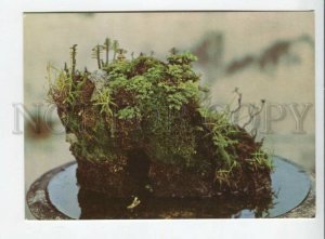 442637 Vietnam bonsai dwarf tree old postcard