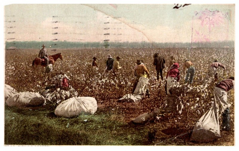 Share croppers  picking cotton