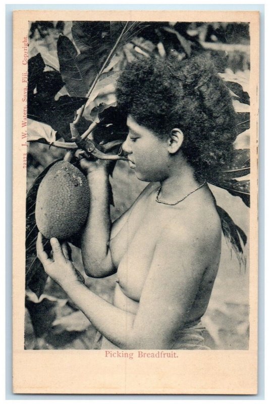 c1940's Scene of a Woman Picking Breadfruit Fiji Vintage Unposted Postcard