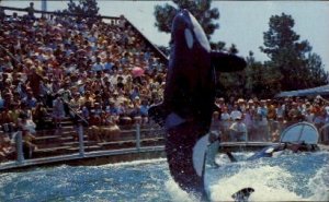 Killer Whale, Sea World - San Diego, CA