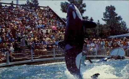 Killer Whale, Sea World - San Diego, CA