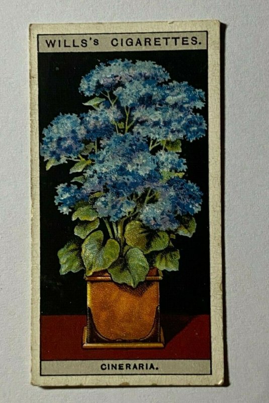 CIGARETTE CARD - WILLS FLOWERS IN POTS #17 STAR CINERARIA (UU506)