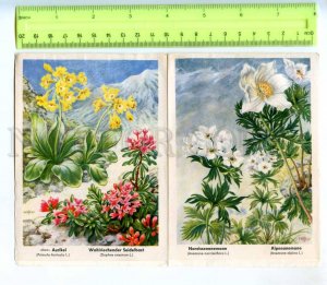 420977 GERMANY flowers Vintage Tobacco Cards w/ ADVERTISING